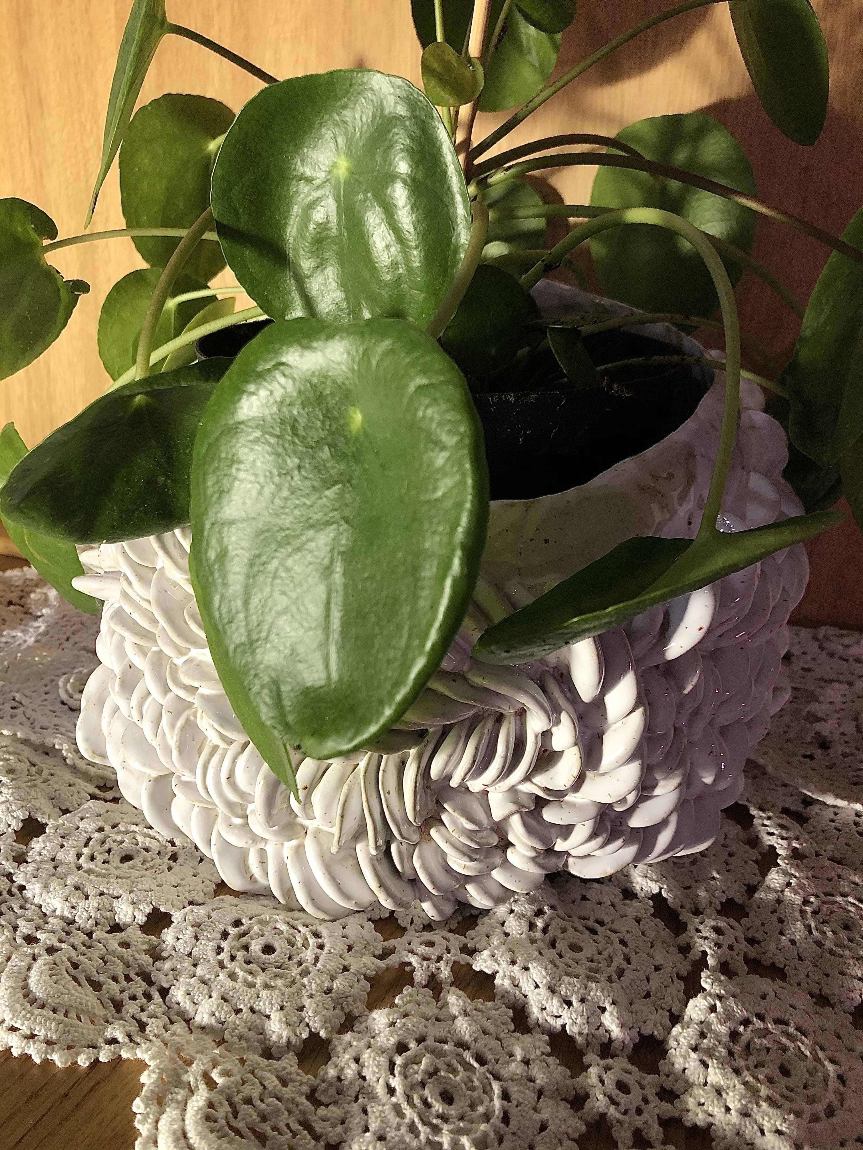white, ceramic, plant pot on a table with a plant in it